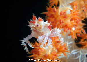 Crab soft coral
Nikon D200 , 60 micro, twin strobo
Sila... by Marchione Giacomo 